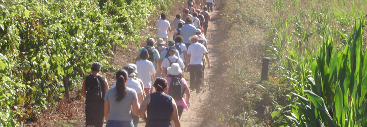 Caminhar para Conhecer o Caminho de Santiago