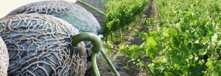 I Feira do Melão Casca de Carvalho e do Vinho