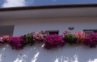 concurso de flores embelezou a cidade