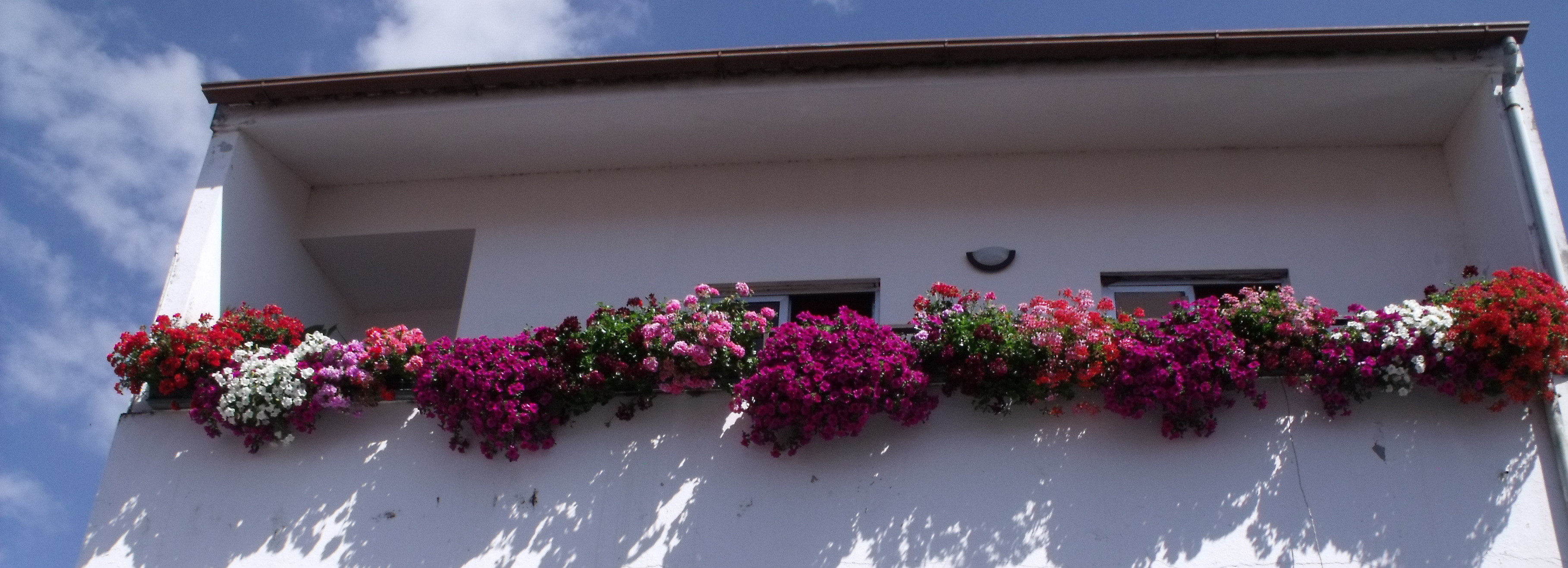 Concurso de flores embelezou a cidade