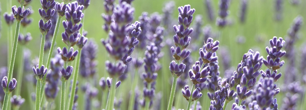 Município promove formação sobre plantas aromáticas e medicinais