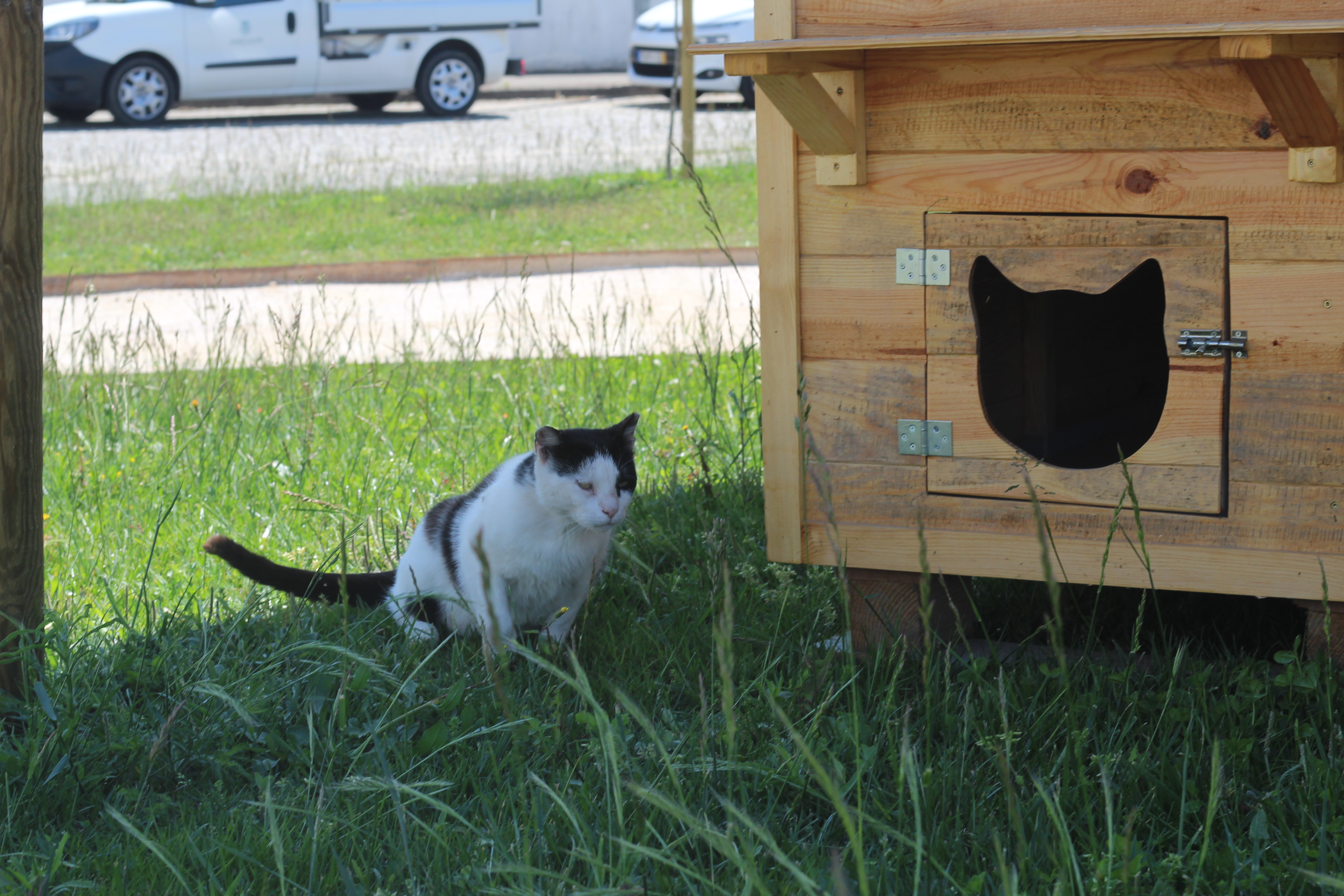 Município de Barcelos cria dois novos abrigos para controlar colónias de gatos